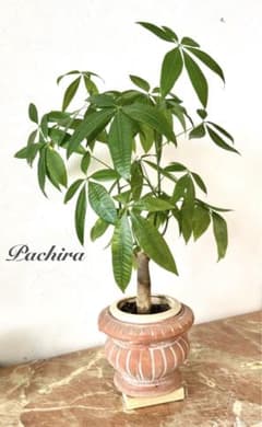 葉がたくさん♡豪華パキラ♡抜き苗配送　鉢なし植物のみのサムネイル