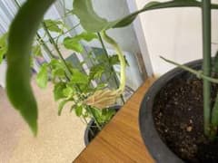 月下美人の根つき苗のサムネイル