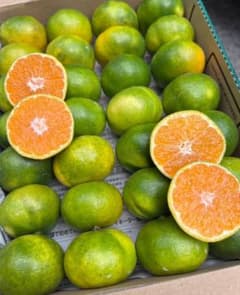 愛媛県 家庭用 極早生みかんコンパクト便 柑橘 果物 ミカンのサムネイル