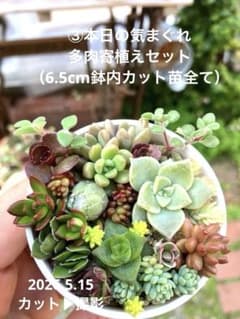 masa2311‼️ 多肉植物　カット苗　気まぐれセット 楽天市場】多肉植物 寄せ植え 福袋 カット 苗 「12個セット フラワー・ガーデニング