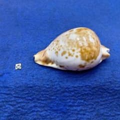 ➉-1貝標本シロガネダカラ - メルカリ