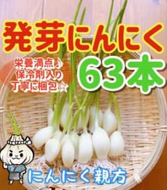 大人気 スプラウトにんにく　驚きの栄養価　発芽にんにく　63本のサムネイル