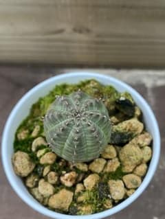 ユーフォルビア　オベサ　実生選抜プラ鉢付　多肉植物　観葉植物　ドライガーデンのサムネイル