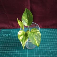 ポトス ゴールデン (根付き3株)のサムネイル