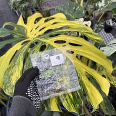 【美株】モンステラモンステラデリシオーサ イエローマリリン 黄斑入り 大株 44モンステラ・デリシオーサ 'イエローマリリン' 黄斑入り 組織培養苗
