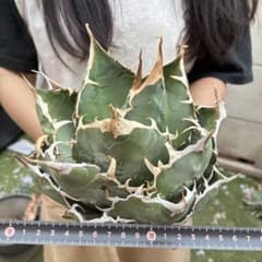 エ*園様 アガベ チタノタ 白鯨超大株 包葉株 ホイルタイプ コレクション株 745 アガベ チタノタ 白鯨超大株 包葉株 ホイルタイプ コレクション株