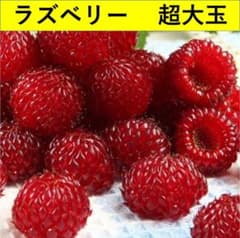 ラズベリー苗 超大玉 大実ラズベリー苗 R-71 - メルカリ