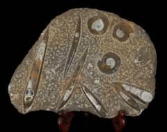 アンモナイト オルソセラス 化石プレート 6.3kg台付 直角貝 古生物化石