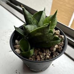 サンスベリア ボンセレンシス スーパードワーフのサムネイル