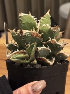 麻花龍　ベルリン産　アガベ チタノタ 観葉植物　カキコ付き　子株付きのサムネイル