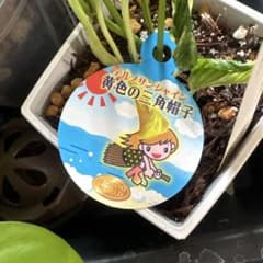 ポトス テルノサンシャインのサムネイル