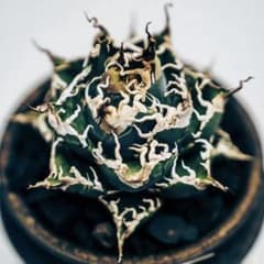 L533アガベ チタノタ レジェンド 子株 ロウルサンコ オテロイ 連覇血統