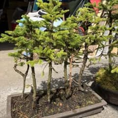 つ*か様 赤蝦夷松寄せ植え素材10本 m50434712600_1.jpg?1775359585