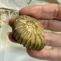 レア！アンモナイト 化石 パブロビア 【極北ロシア産】入手困難 29g