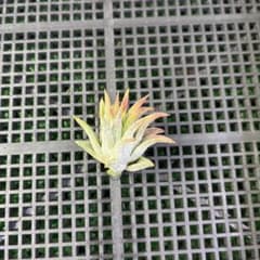 Tillandsia 'Icy Elf' ティランジア - メルカリ