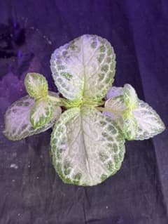 エピスシア フェイディドジェイド ランナー2個付き子株Episcia - メルカリ