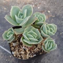 ラブリーローズ 多肉植物のサムネイル