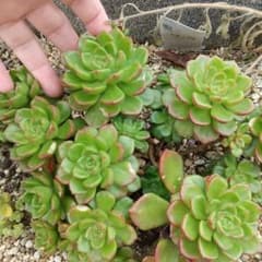 合計21カット！多肉植物カット苗のサムネイル