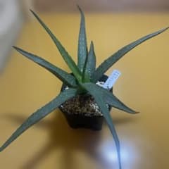 アロエ ウカベンシス 観葉植物 - メルカリ