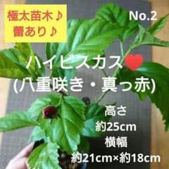 No.2【極太苗木♪枝振り良好♪】ハイビスカス(八重咲き・真っ赤