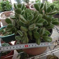 多肉植物，熊童子。のサムネイル