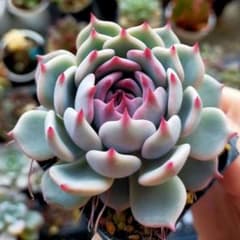 ストロベリーミルククラウン ミックスベリア おらいさん 土付き発送