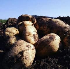 自然栽培　じゃがいも　10キロ　無農薬　無肥料のサムネイル