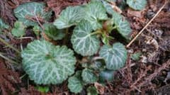 山野草　ユキノシタのサムネイル