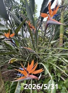 ストレリチアレギネ② 三重県産 極楽鳥花 【耐寒性抜群】 - メルカリ