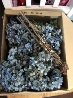 紫陽花 ドライフラワー 青のサムネイル