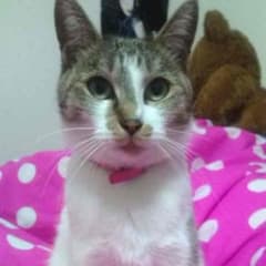かえで♡様専用 ボニックコードのサムネイル