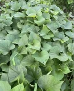 芋づる さつまいもの茎葉っぱ付き 2.2kgのサムネイル