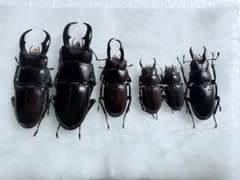 希少】ホロメタリクス チリクワガタ 標本 コガシラクワガタ セット