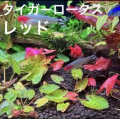 タイガーロータス　レッド　子株のサムネイル