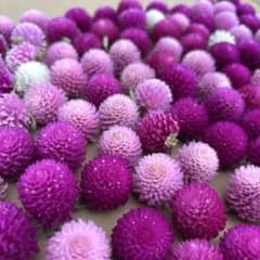 千日紅ドライフラワー 2604のサムネイル