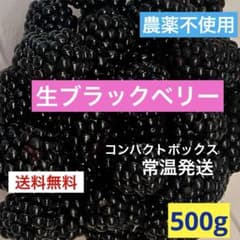 完熟ブラックベリー 500g 農薬不使用 生食・加工用 送料込み 本日発送