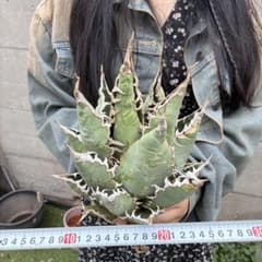 い*ー様 481 アガベ チタノタ「海王」特選株 強棘 上質仕上げ 098 アガベ チタノタ「海王」特選株 強棘 上質仕上げ - メルカリ
