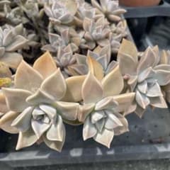 多肉植物 エケベリア 朧月のカット苗 - メルカリ