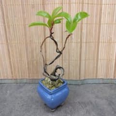 美談 カズラ 青色陶器鉢の観葉植物 - メルカリ