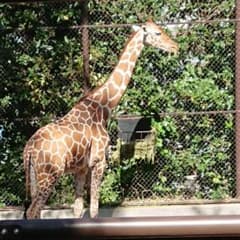 れもん様専用のサムネイル