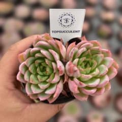 Top【選抜株】多肉植物　22910スノーフィールド　35個　鉢無し/脱土 Top【選抜株】多肉植物 22910スノーフィールド 35個 鉢無し/脱土