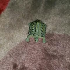 かめのサムネイル