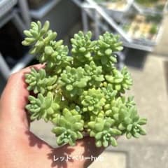 多肉植物　セダム　レッドベリーhyb　10＋おまけ　お買い得　大人気品種　花団錦のサムネイル