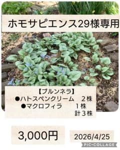 ホモサピエンス29様専用のサムネイル