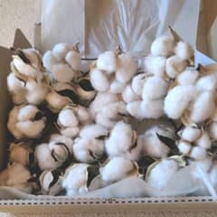 コットンフラワー 綿の実のサムネイル