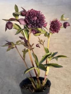 060 クリスマスローズ 開花株 - メルカリ