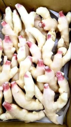 高知県産新生姜1キロ、即購入OK - メルカリ