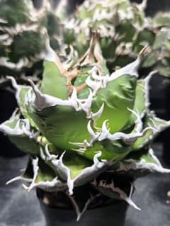 アガベ＊海王 カキコ - メルカリ