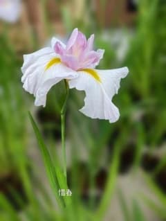 花菖蒲「惜春」江戸系６号鉢蕾5本立　NO320のサムネイル
