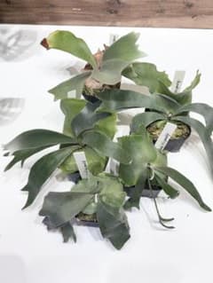 P.willinckii Mix sporeling 5株セット P.willinckii Mix sporeling 5株セット - メルカリ